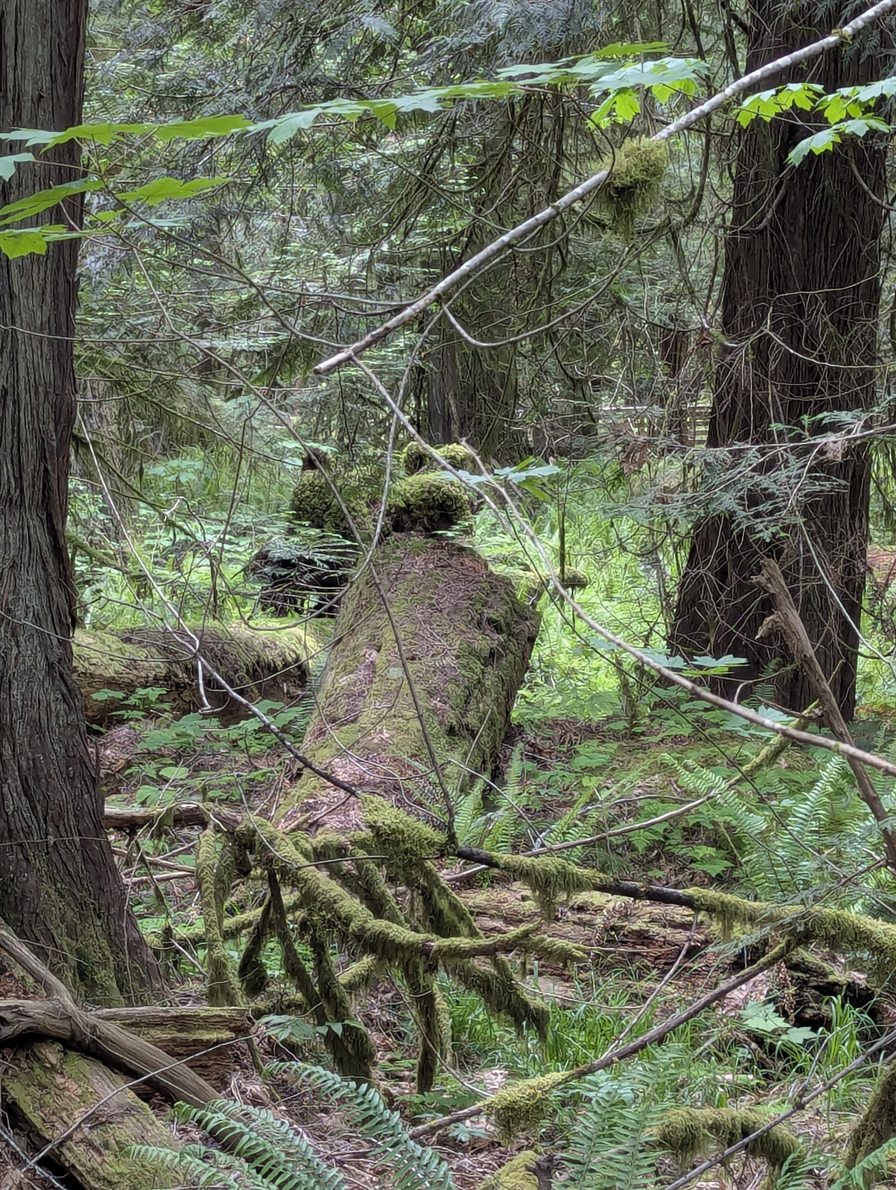 Birthday Trip to Canada, Cathedral Grove, Vancouver Island